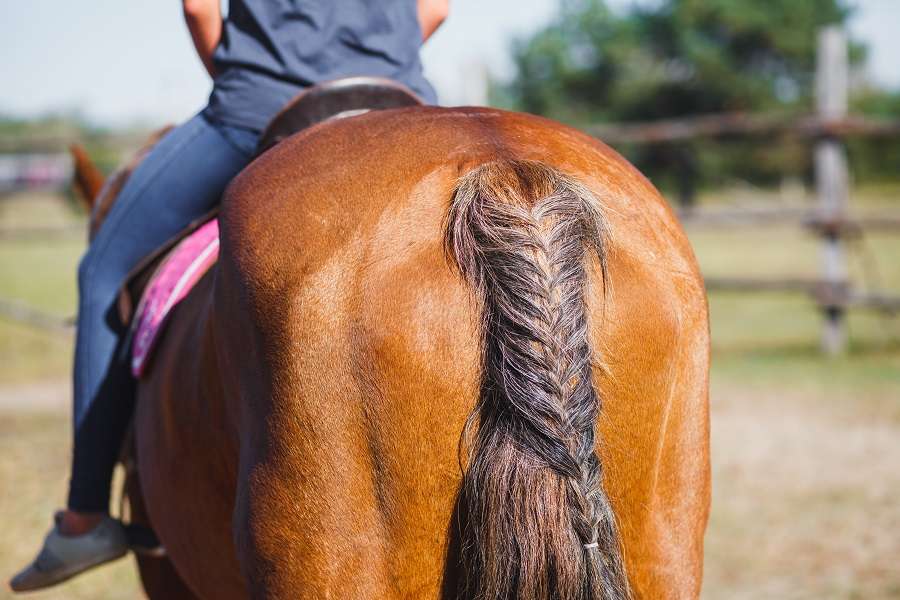 Four Horse Mane And Tail Braiding Techniques You Can Do Yourself